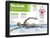 Infographic on the Circulatory System, Detail of the Blood Flow-null-Framed Poster