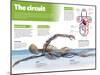 Infographic on the Circulatory System, Detail of the Blood Flow-null-Mounted Poster