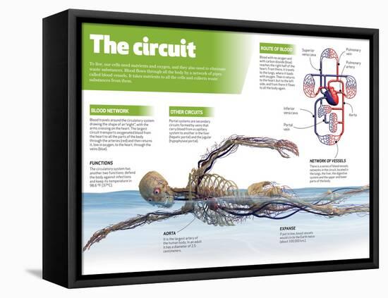 Infographic on the Circulatory System, Detail of the Blood Flow-null-Framed Stretched Canvas