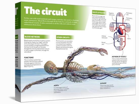 Infographic on the Circulatory System, Detail of the Blood Flow-null-Stretched Canvas