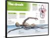 Infographic on the Circulatory System, Detail of the Blood Flow-null-Framed Poster