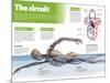 Infographic on the Circulatory System, Detail of the Blood Flow-null-Mounted Poster