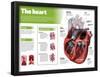 Infographic on the Heart, Engine Body of the Circulatory System-null-Framed Poster