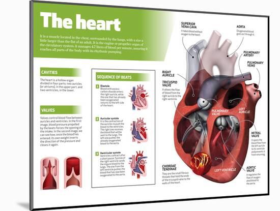 Infographic on the Heart, Engine Body of the Circulatory System-null-Mounted Poster