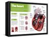 Infographic on the Heart, Engine Body of the Circulatory System-null-Framed Stretched Canvas