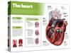 Infographic on the Heart, Engine Body of the Circulatory System-null-Stretched Canvas