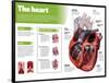 Infographic on the Heart, Engine Body of the Circulatory System-null-Framed Poster