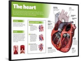 Infographic on the Heart, Engine Body of the Circulatory System-null-Framed Poster