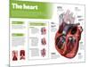 Infographic on the Heart, Engine Body of the Circulatory System-null-Mounted Poster