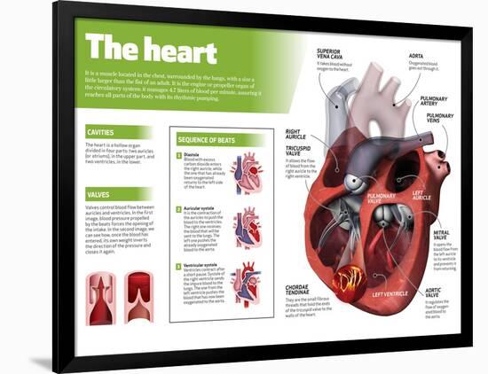 Infographic on the Heart, Engine Body of the Circulatory System-null-Framed Poster