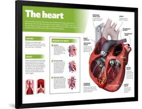 Infographic on the Heart, Engine Body of the Circulatory System-null-Framed Poster