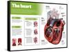 Infographic on the Heart, Engine Body of the Circulatory System-null-Framed Stretched Canvas