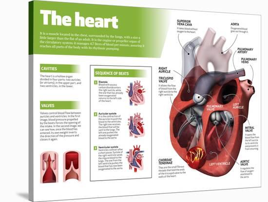 Infographic on the Heart, Engine Body of the Circulatory System-null-Stretched Canvas