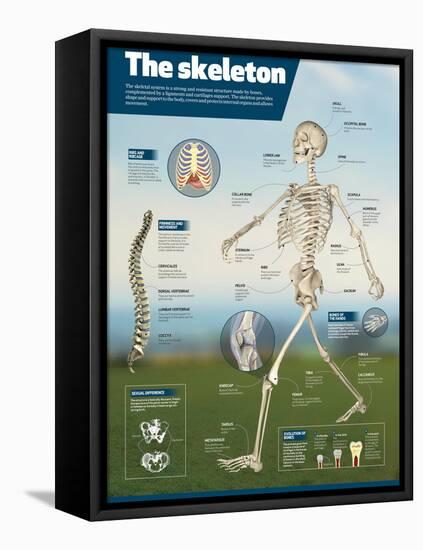 Infographic on the Human Skeleton. Detail of the Main Bones and Difference Between Men and Women-null-Framed Stretched Canvas