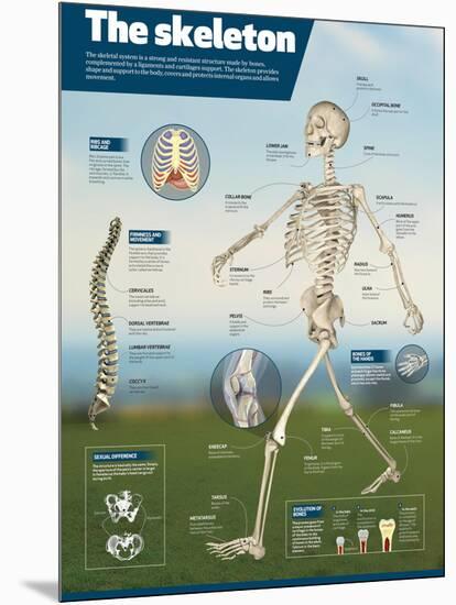 Infographic on the Human Skeleton. Detail of the Main Bones and Difference Between Men and Women-null-Mounted Poster