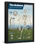 Infographic on the Human Skeleton. Detail of the Main Bones and Difference Between Men and Women-null-Framed Poster