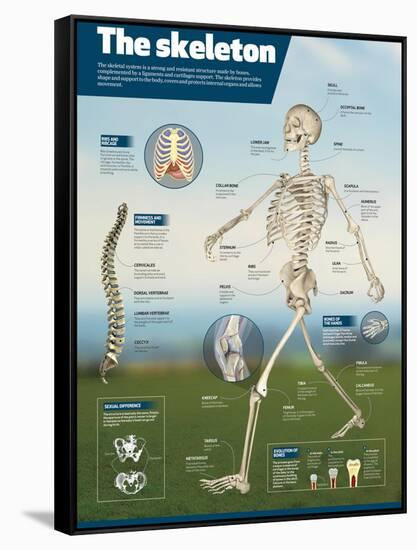 Infographic on the Human Skeleton. Detail of the Main Bones and Difference Between Men and Women-null-Framed Stretched Canvas
