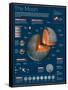 Infographic on the Moon: its Atmosphere, Composition, Lunar Movements, Lunar Phases and More-null-Framed Stretched Canvas