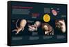 Infographic That Describes the Fetal Development from Three to Eight Months Old-null-Framed Stretched Canvas