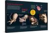 Infographic That Describes the Fetal Development from Three to Eight Months Old-null-Stretched Canvas