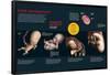 Infographic That Describes the Fetal Development from Three to Eight Months Old-null-Framed Poster