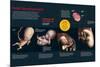 Infographic That Describes the Fetal Development from Three to Eight Months Old-null-Mounted Poster