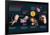 Infographic That Describes the Fetal Development from Three to Eight Months Old-null-Framed Poster