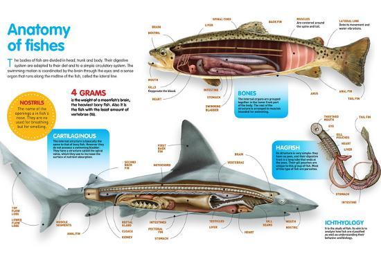 Poster, , large
