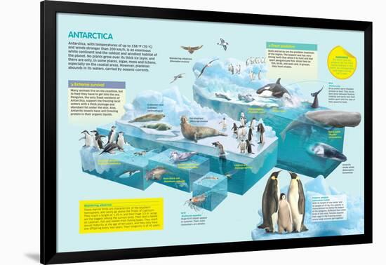 Infographic That Shows the Fauna That Lives in the Coldest Place in the Planet, Antarctica-null-Framed Poster