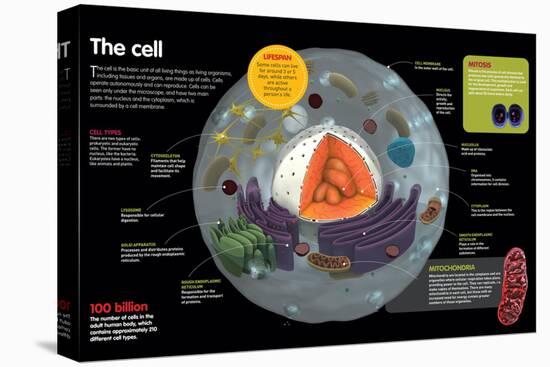 Infographic Where the Parts of a Cell are Described, its Types and its Functions-null-Stretched Canvas