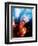 Infra-Red View of Constellation of Orion-null-Framed Premium Giclee Print