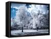 Infrared Landscape with White Trees and Water-Nelson Charette-Framed Stretched Canvas