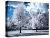 Infrared Landscape with White Trees and Water-Nelson Charette-Stretched Canvas