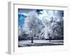 Infrared Landscape with White Trees and Water-Nelson Charette-Framed Photographic Print