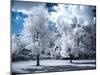 Infrared Landscape with White Trees and Water-Nelson Charette-Mounted Photographic Print