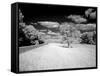 Infrared Photograph Of The Natchez Trace Parkway, Mississippi-Carol Highsmith-Framed Stretched Canvas