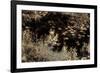 Infrared Pond 4-Jean-François Dupuis-Framed Art Print