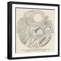 Infusoria Procured by Sir James Ross from the Bottom of the Antarctic Ocean-null-Framed Giclee Print