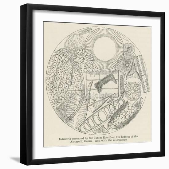 Infusoria Procured by Sir James Ross from the Bottom of the Antarctic Ocean-null-Framed Giclee Print