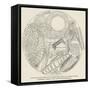 Infusoria Procured by Sir James Ross from the Bottom of the Antarctic Ocean-null-Framed Stretched Canvas