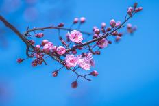 Sakura Starts to Bloom in Pink-ingaj-Stretched Canvas