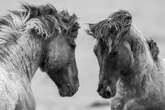 Fighting Horse-Inge Jansen-Photographic Print