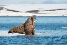 Walruses on Spitsbergen-Inge Jansen-Stretched Canvas