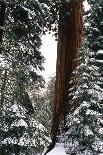 Giant Forest, Giant Sequoia Trees in Snow, Sequoia National Park, California, USA-Inger Hogstrom-Photographic Print