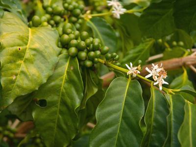Greenwell Kona Coffee Farm, Big Island, Hawaii, USA