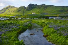 Iceland. Vik I Myrdal. Stream Running Through Field of Wildflowers-Inger Hogstrom-Photographic Print