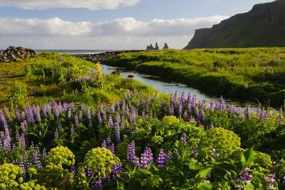 Iceland. Vik I Myrdal. Stream Running Through Field of Wildflowers