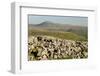 Ingleborough-Tony Waltham-Framed Photographic Print