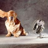 A Basset Who Is Sitting with "Flying" Ears in Front of a Ventilator-Ingo Boddenberg-Photographic Print