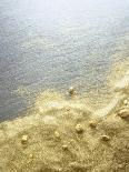 Gold Dust on a River Bank-Ingo Boddenberg-Photographic Print